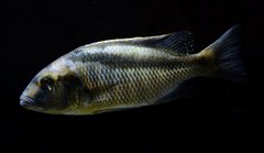 Buccochromis atritaeniatus