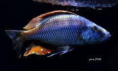 Dimidiochromis compressiceps