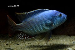 Nimbochromis fuscotaeniatus