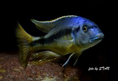 Taeniochromis holotaenia