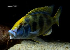 Nimbochromis venustus