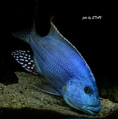 Więcej informacji o „Nimbochromis fuscotaeniatus”