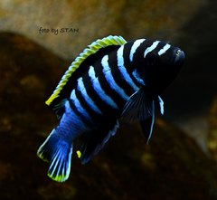 CYNOTILAPIA ZEBROIDES RED TOP LIKOMA