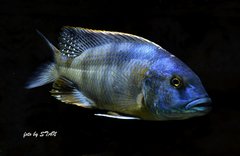 Buccochromis atritaeniatus