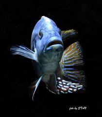 Nimbochromis fuscotaeniatus