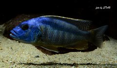 Buccochromis atritaeniatus