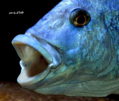 Nimbochromis fuscotaeniatus