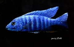 Sciaenochromis fryeri