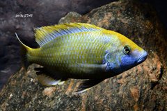 Nimbochromis venustus