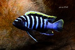 CYNOTILAPIA ZEBROIDES RED TOP LIKOMA