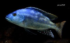 Nimbochromis fuscotaeniatus