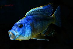 Buccochromis atritaeniatus - samiec 23cm