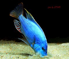 Więcej informacji o „Nimbochromis fuscotaeniatus”