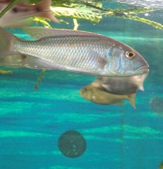 Buccochromis lepturus