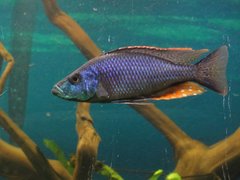 Dimidiochromis Strigatus