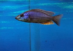 Dimidiochromis strigatus