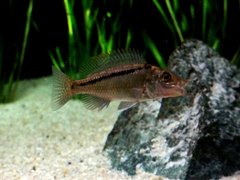 Lichnochromis acuticeps