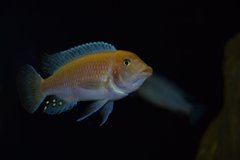 Maylandia estherae