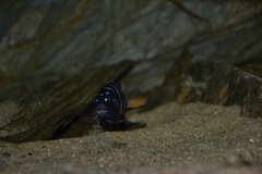 Pseudotropheus demasoni