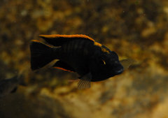 Otopharynx black orange dorsal