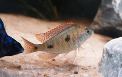 Otopharynx tetrastigma