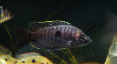 Copadichromis geertsi gome