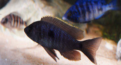 Copadichromis geertsi gome