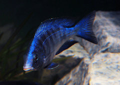 Placidochromis phenochilus mdoka