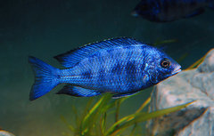 Placidochromis phenochilus mdoka