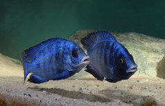 Placidochromis phenochilus mdoka