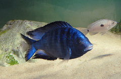 Placidochromis phenochilus mdoka