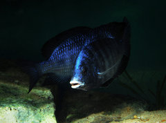 Placidochromis phenochilus mdoka
