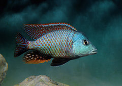 Otopharynx tetrastigma