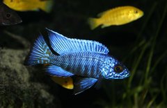 Aulonocara Stuartgranti sp. Chilumba