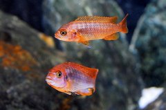 Iodotropheus sprengerae