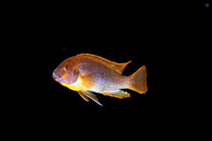 Iodotropheus sprengerae