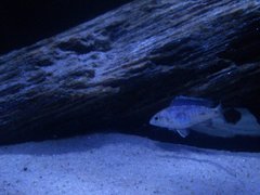 Młody placidochromis phenochilus mdoka white lips