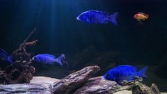 Placidochromis phenochilus (Mdoka)