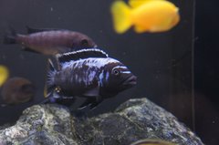 Msobo Magunga