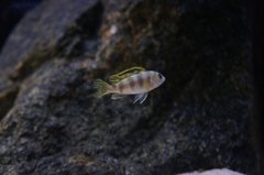 Labidochromis Perlmutt
