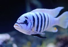 Metriaclima sp. zebra chilumba Maison Reef