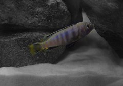 Pseudotropheus Saulosi