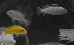 Pseudotropheus Saulosi
