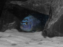 Pseudotropheus Saulosi