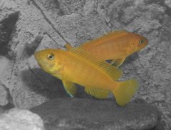 Pseudotropheus Saulosi
