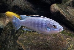 melanochromis joanjohnsonae