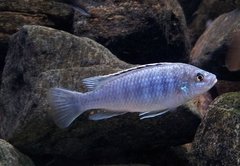 melanochromis joanjohnsonae