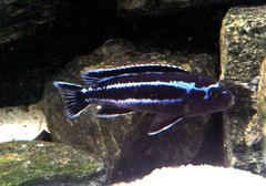 Melanochromis Cyaneorhabdos