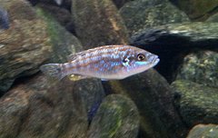 melanochromis joanjohnsonae