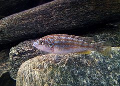 melanochromis joanjohnsonae